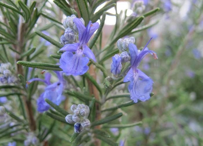 ��� ��������� ��������: ������� ����� �� ��������� ���������