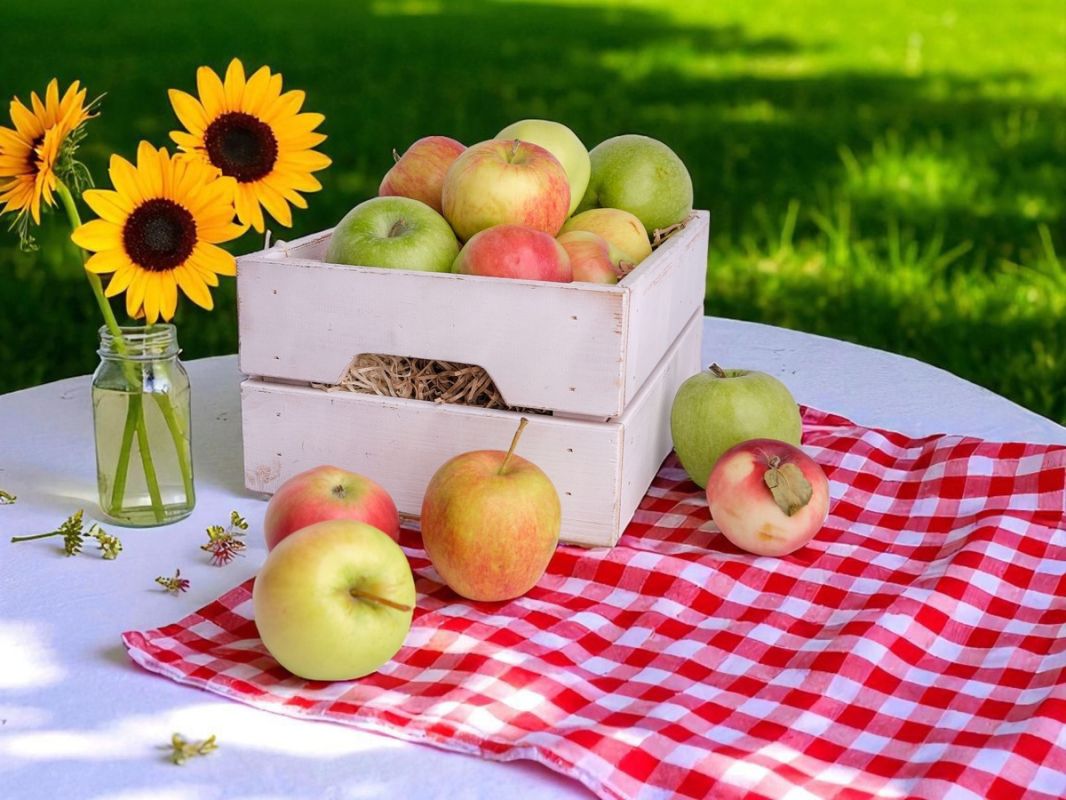 Яблочный Спас: время сбора богатства природы