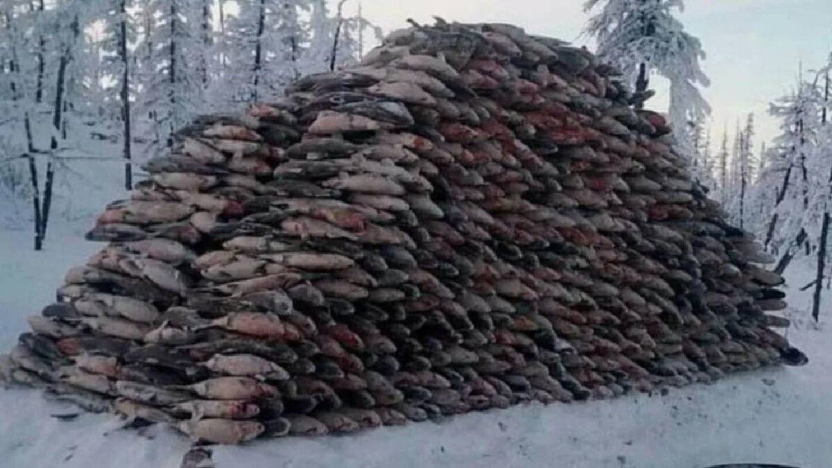 Как сибирская рыба и кедровые бочки изменили звучание европейских инструментов