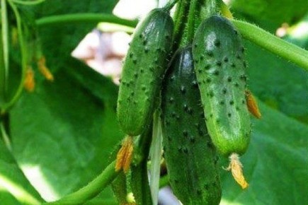 ������ ������� ������������ ������ ������ �����: ������� ��������� �����������