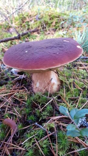 �� ������� �����: ����� ����� ����������� ���������