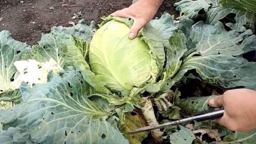 Почему дачные хозяева оставляют капустные кочерыжки зимовать в земле?