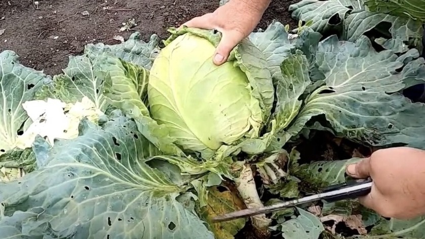 Почему дачные хозяева оставляют капустные кочерыжки зимовать в земле?