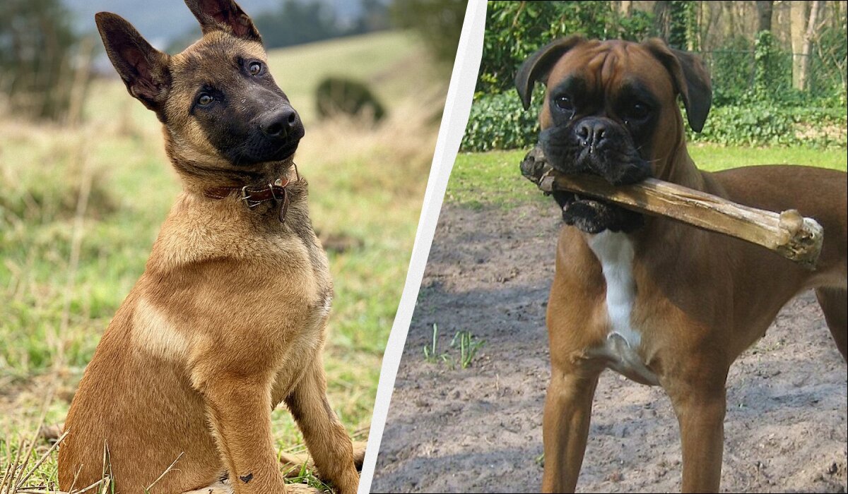 Смелость и преданность: топ-7 пород собак, готовых на всё ради защиты