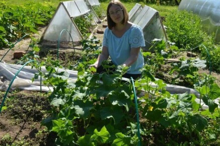 Как правильно сажать огурцы: выбираем лучшие места и соседей для богатого урожая