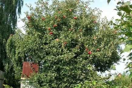 ������ ����� ���������: ���� � �������� ������ �� ������ ����