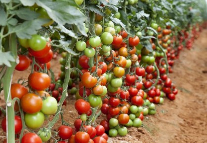 ��� ��������� ������ �������� � ���������� ��������: ������� ���������