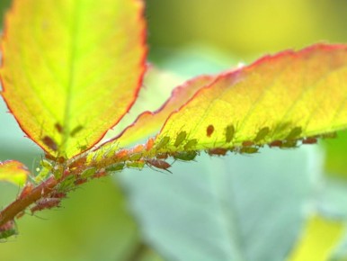 Ароматы, которые спасают сад: натуральные средства борьбы с вредителями