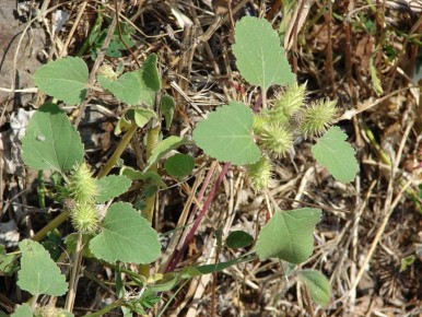 Сорняки как ценный ресурс: как из нежелательных растений получить полезное удобрение