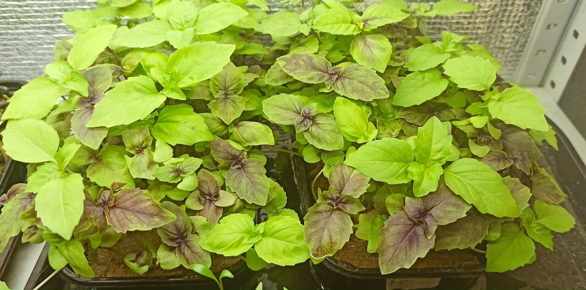 Базилик: зелёная радость, способная оживить любое блюдо