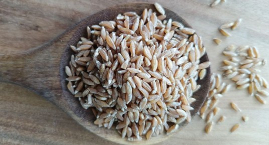 Полба: возвращение древнего злака на современные столы