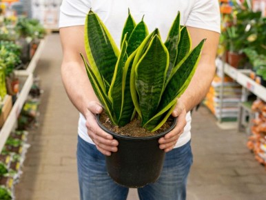 �������� ����������� � �����: ��������� ���������� ����� ������������