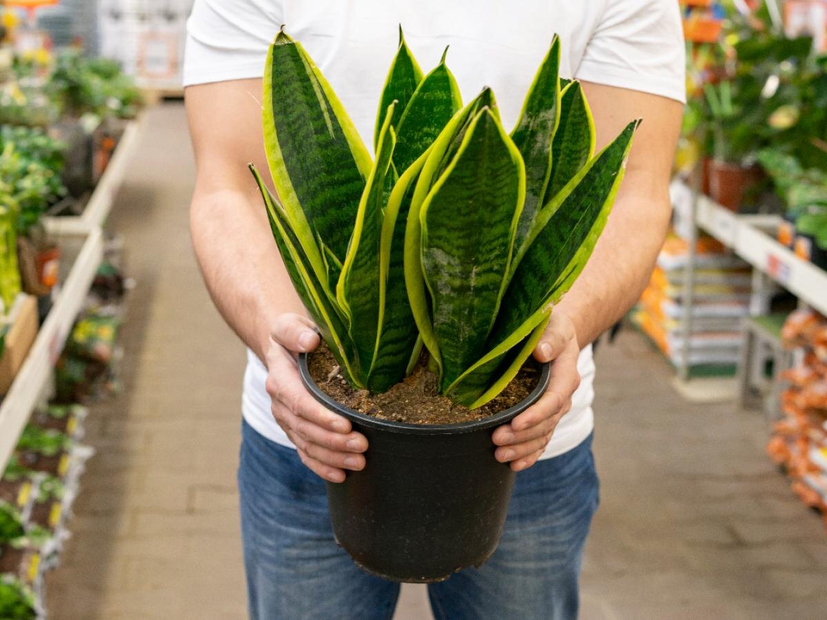 Рассадка сансевиерии у входа: спокойное объяснение вкуса пространства