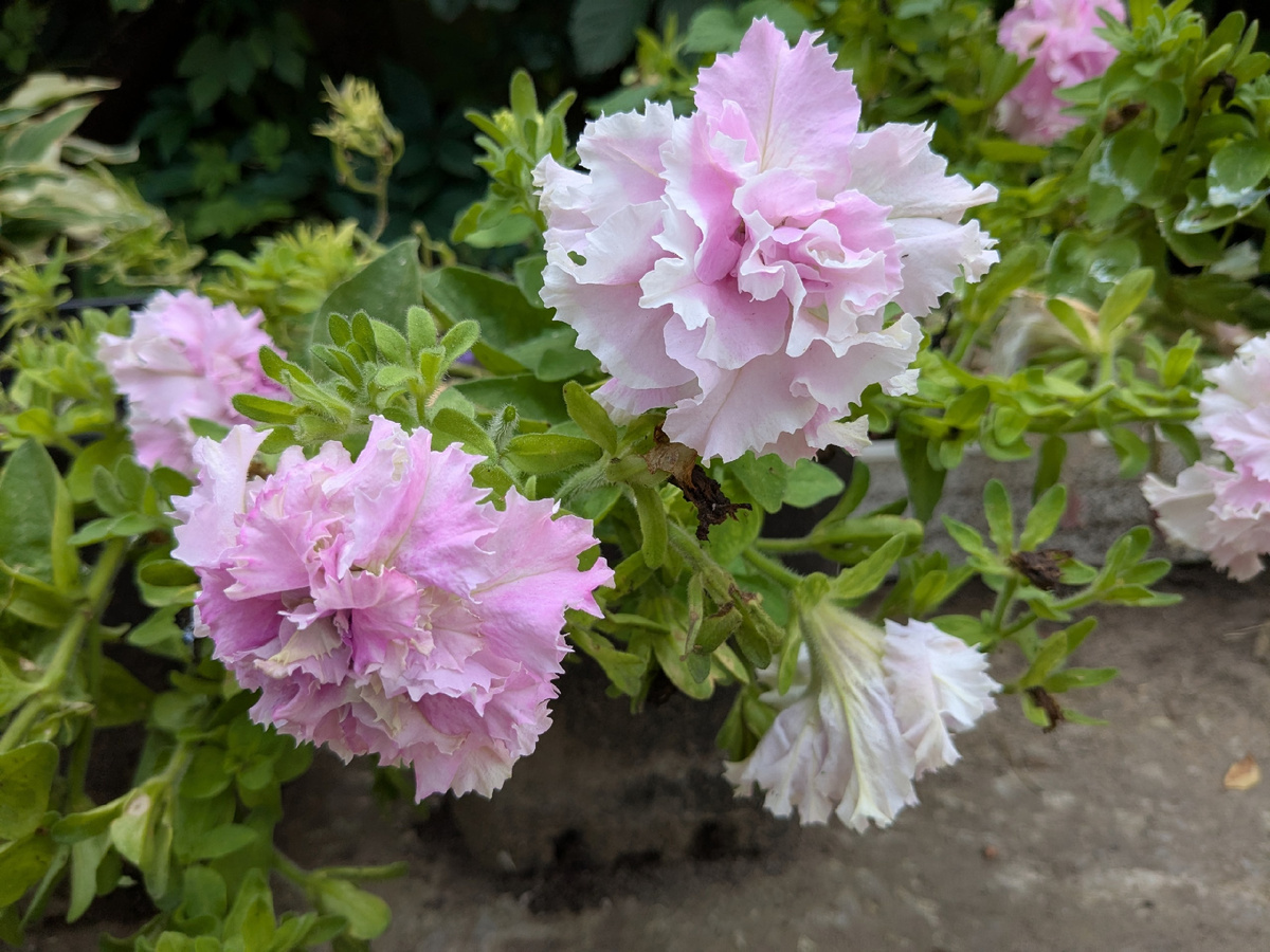 Черенкуем вегетативные растения: как сохранить любимые цветы до весны