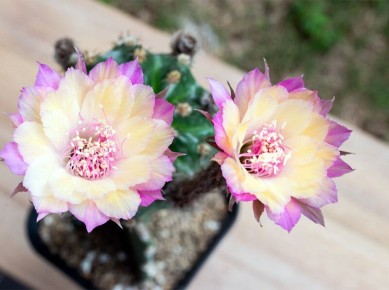 �������: ���������� �������� � ����� ����