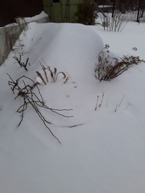 Тайны ухода за розами: как избежать ошибок и сохранить красоту сада