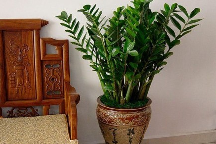 Забудьте о капризах: За замиокулькасом легко ухаживать!