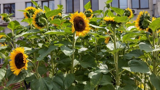 Ученые создают инновационный белковый заменитель мяса из семян подсолнечника