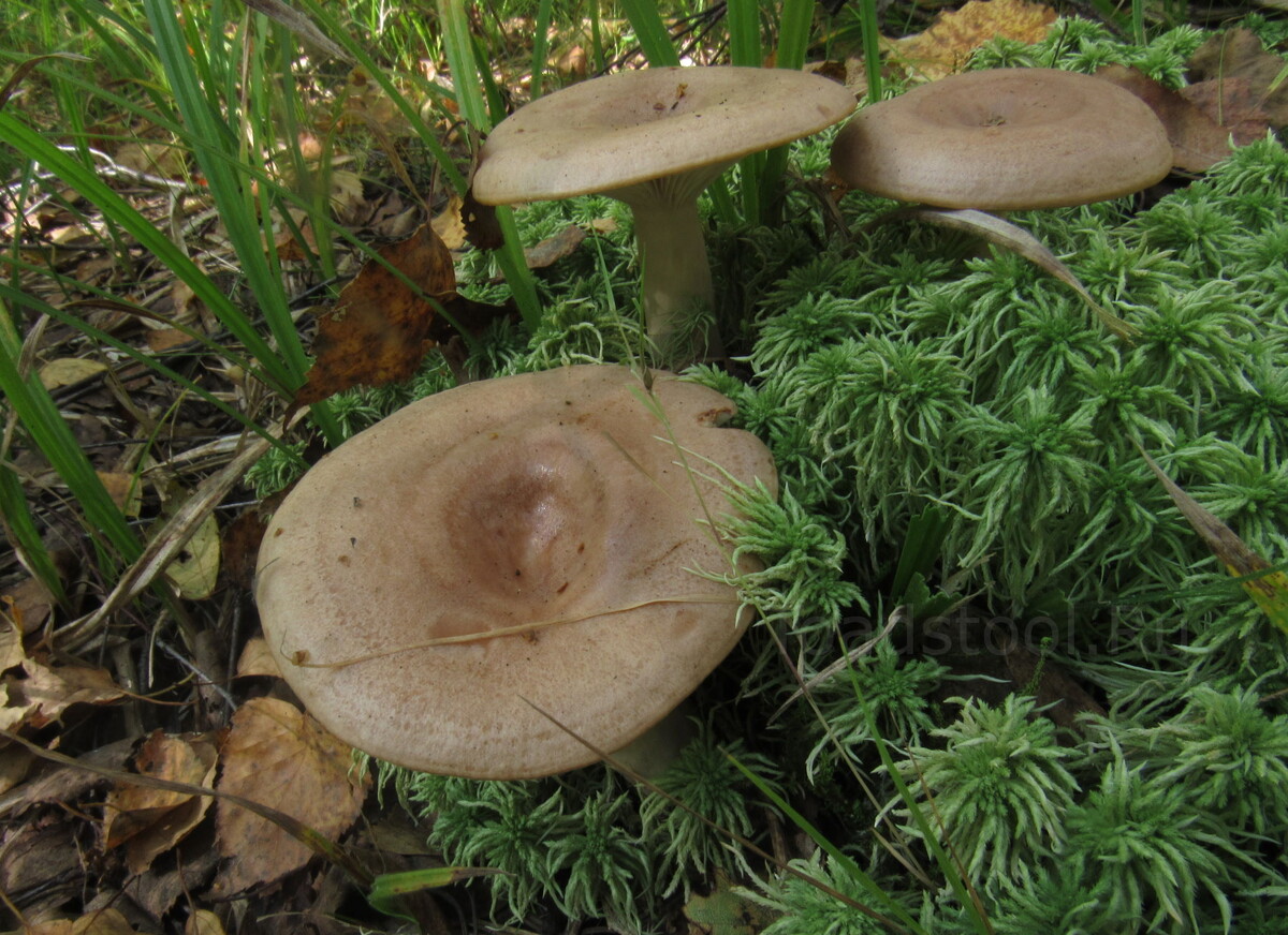 Млечник обыкновенный: скрытый кулинарный деликатес в лесах России