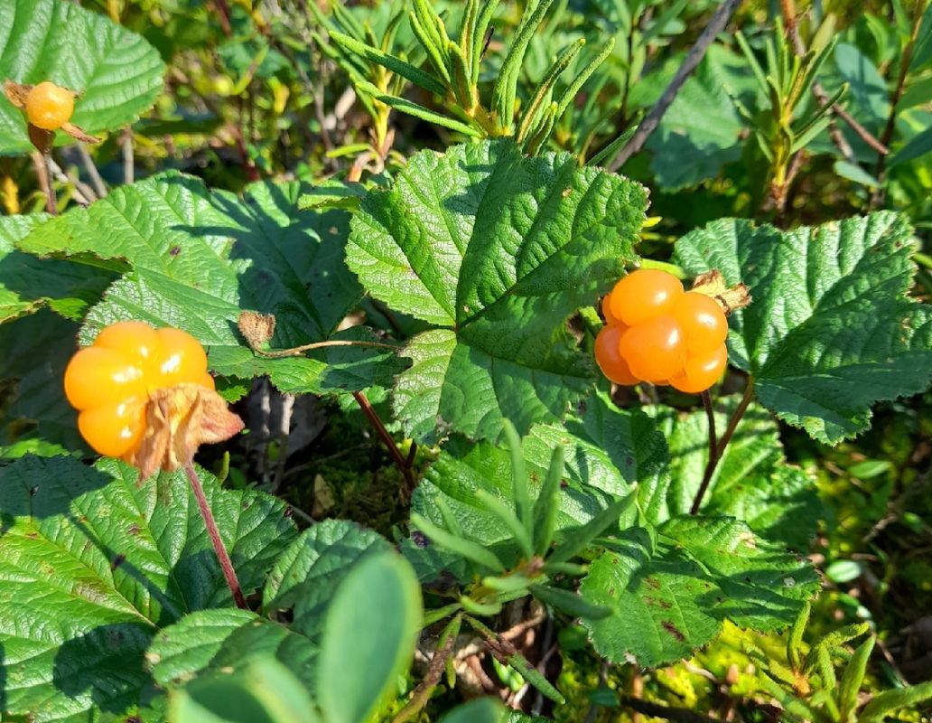 На болотах Коми стартует сбор морошки и других диких ягод