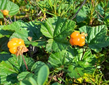 �� ������� ���� �������� ���� ������� � ������ ����� ����