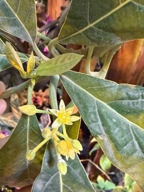 ������� �������� � ������ ������ ����� �������� ���