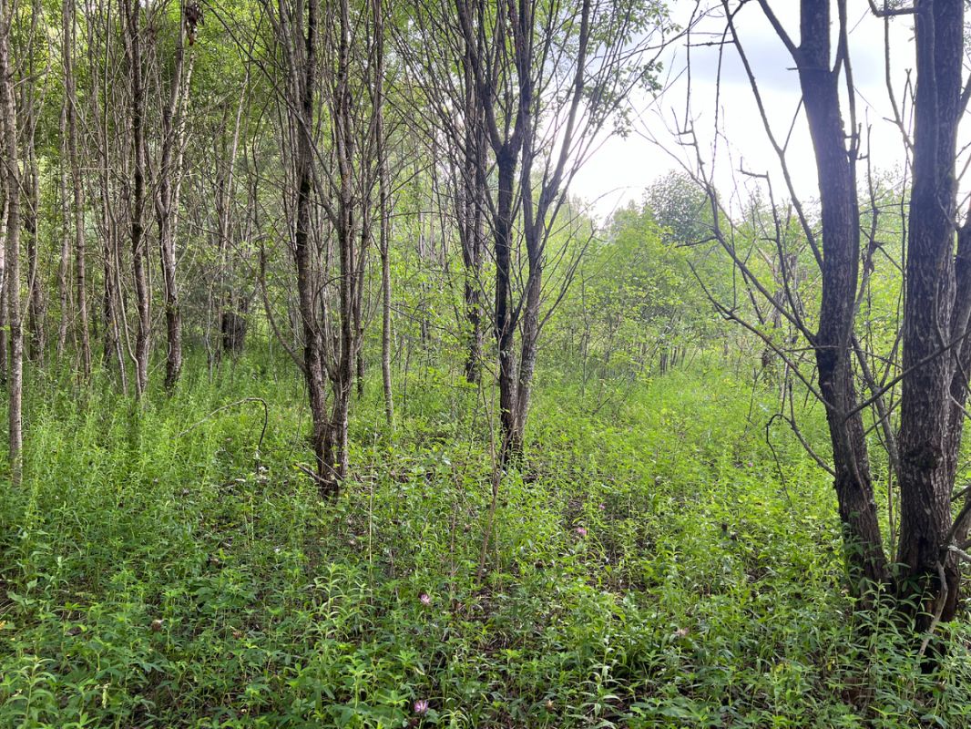 Грибные приключения: на поиски трофеев в лесу с 21 по 22 июля 2025 года