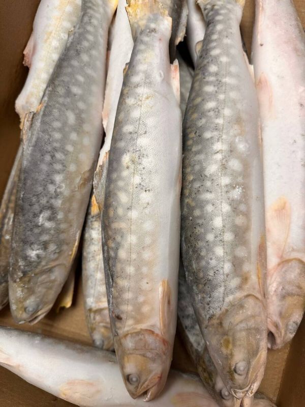 Кунджа: Вкусная тайна тихоокеанской форели