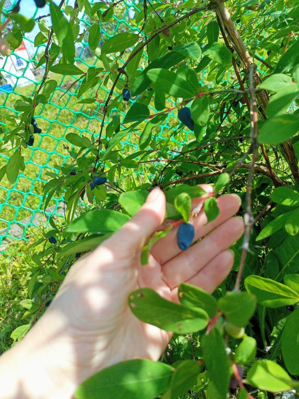 ��������� �������� ����: ������� ���� � ������� �����������