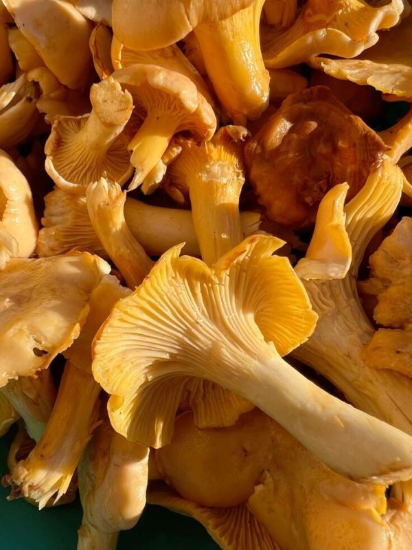 ������ ����� ������ �����������: ���� � ����������