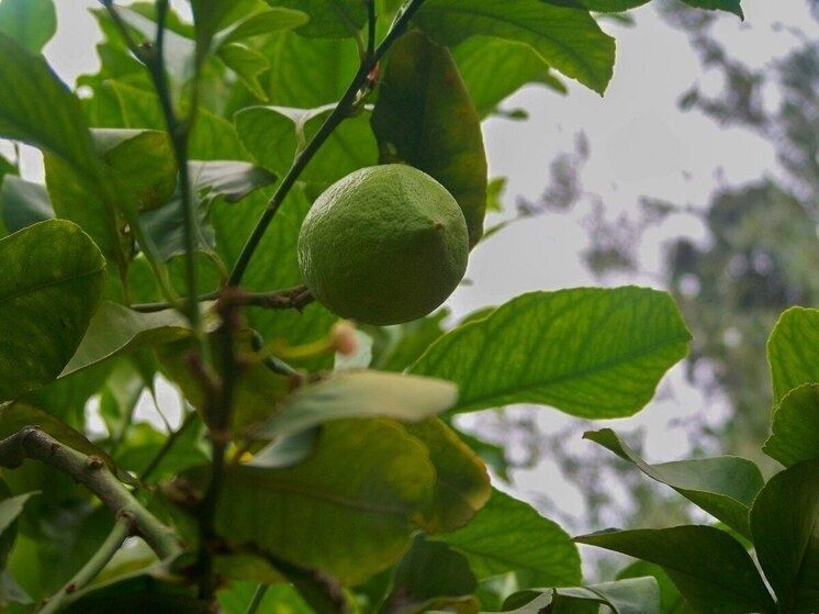 ������� ���������: ����� �� ���� ���� � ������� �������?