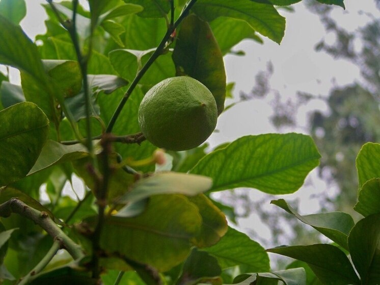 Секреты похудения: стоит ли пить воду с лимоном тулякам?