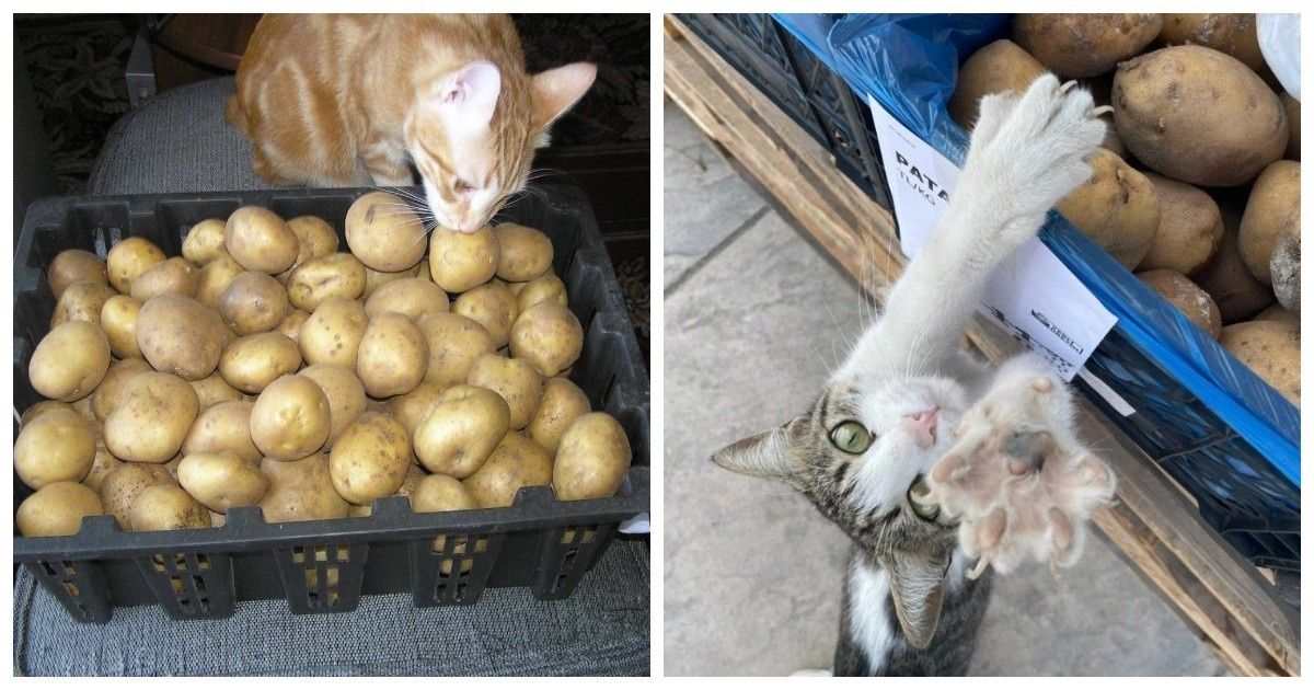 ������ � ��������: ����� ������� � ������ ������� � �������� ��������