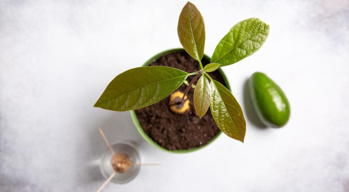 ��� ��������� ����������� �������� ����� � �������: ������ � ��������