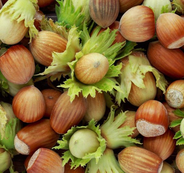 Почему орехи – незаменимый элемент здорового питания