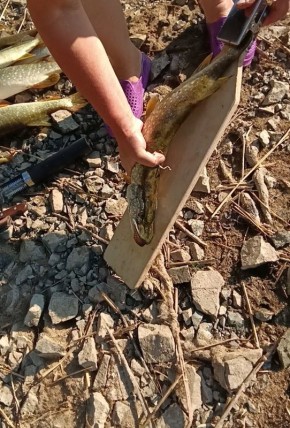 Как облегчить процесс чистки рыбы: полезные приспособления для рыбаков