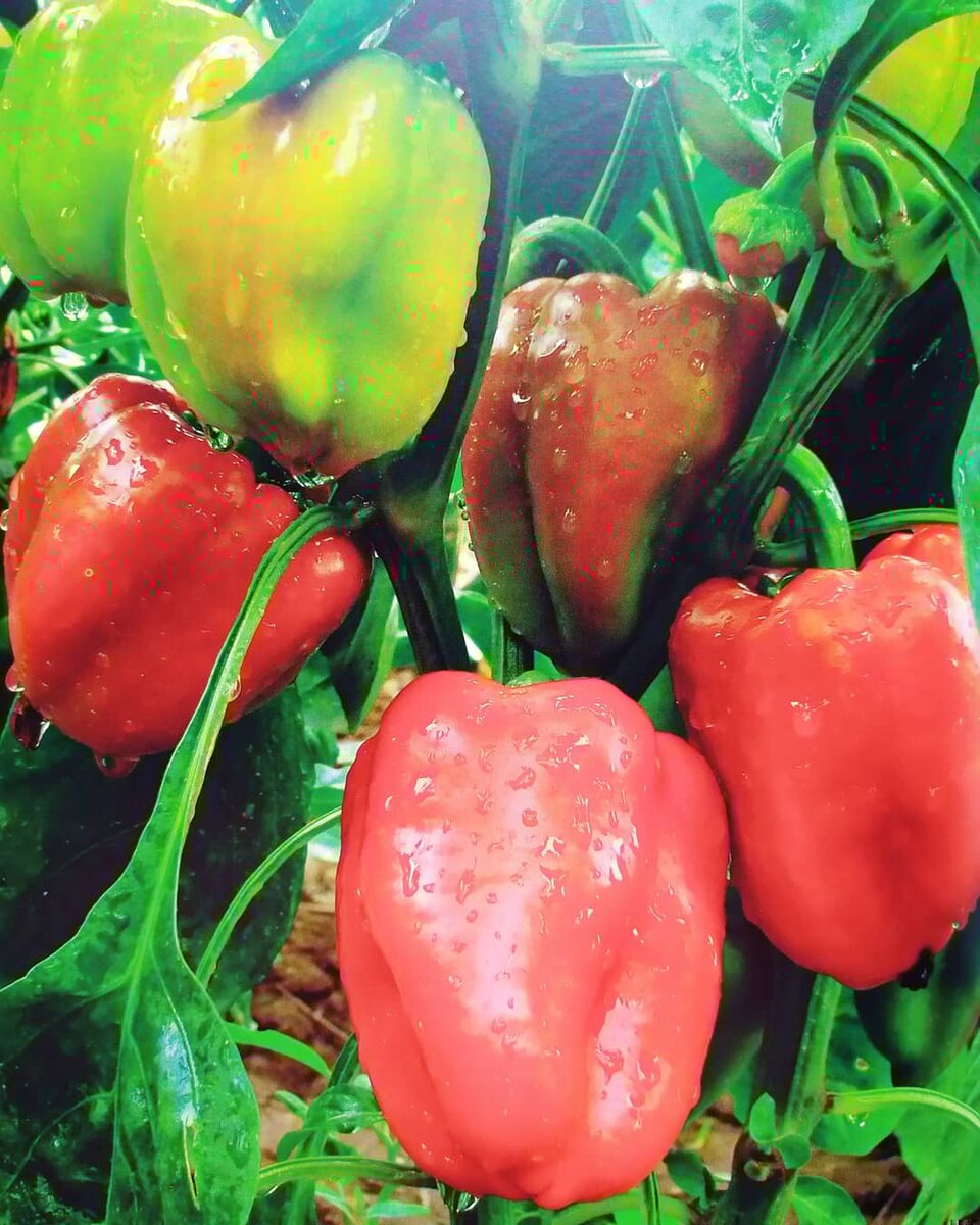 Лечо на зиму: ароматные рецепты для домашней кухни