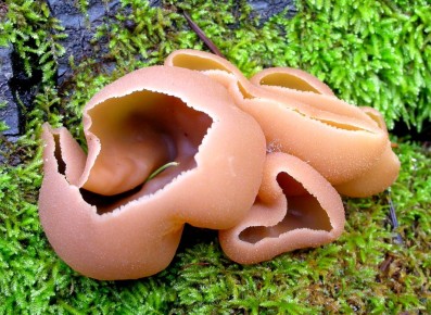 ������ ����: ������������ ���� ������� �������