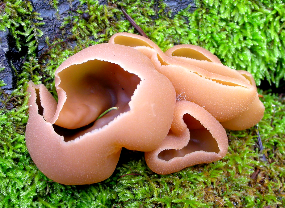 Пецица буря: таинственный гриб лесного царства