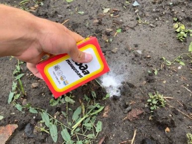 ��� ������������ ������� ���� ��� �������� ������ ����