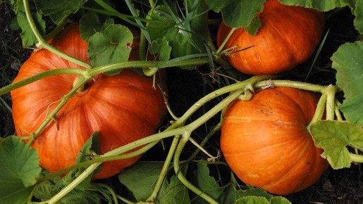 ��������� ������� ����� �� �����: �������������� ���� ��� �����