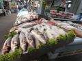 Рыбный рынок России: сельдь обошла всех по снижению цен