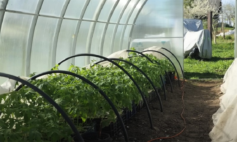 Как добиться крепкой рассады помидоров с использованием простой подкормки