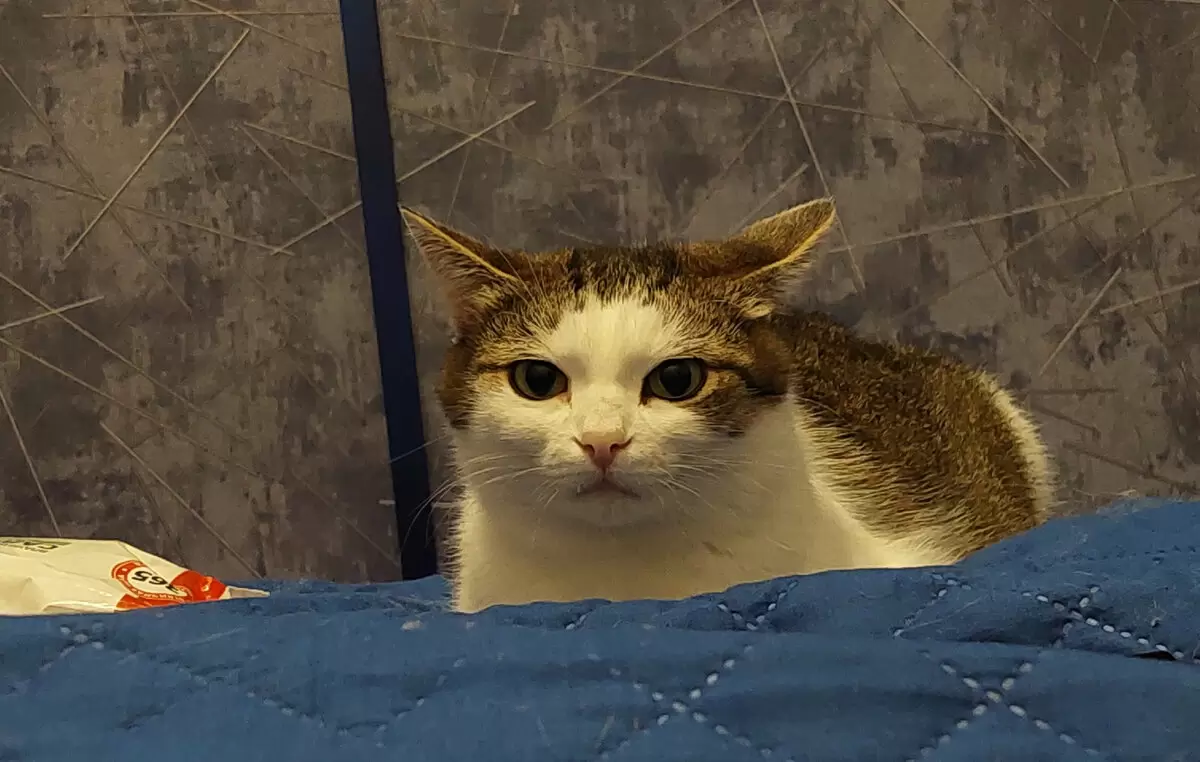 Как управлять стрессом: неожиданные решения и полезные продукты