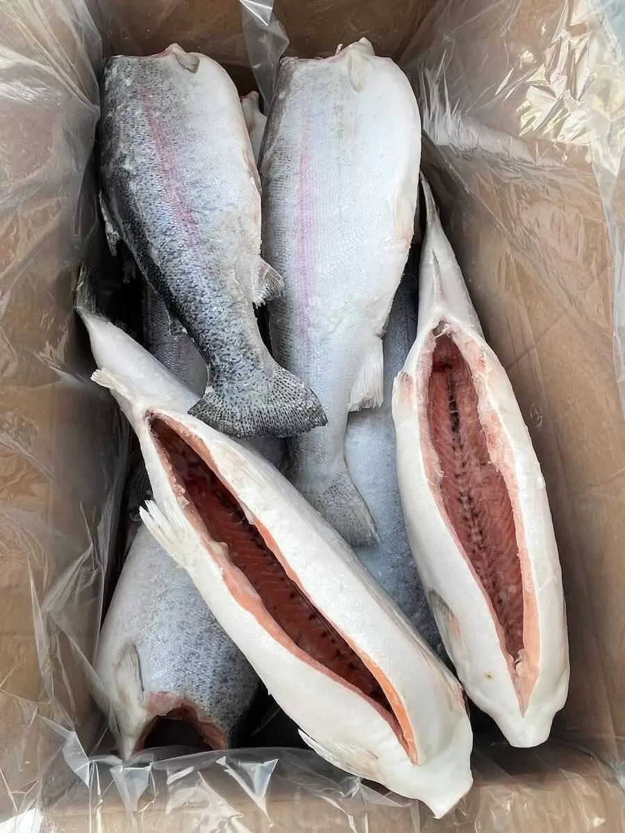 Форель с искусственной заморозкой: свежий взгляд на рыболовный рынок Мурманска