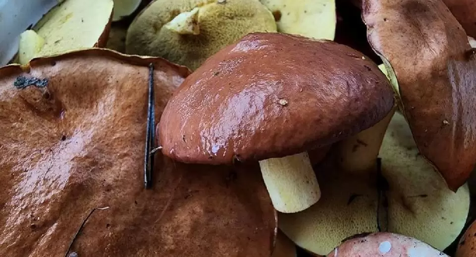 Несмотря на похолодание, грибники находят настоящие трофеи в нижегородских лесах