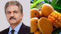 Индийский фермер создал уникальный сорт манго с тремя урожаями в год