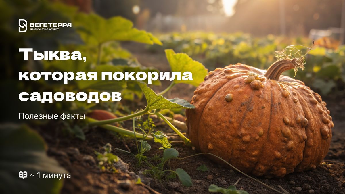 Бородавчатая тыква: загадочный фаворит среди садоводов