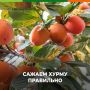Как правильно посадить хурму в своем саду