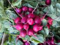 Узнайте о лучших продуктах для поддержания здоровья весной